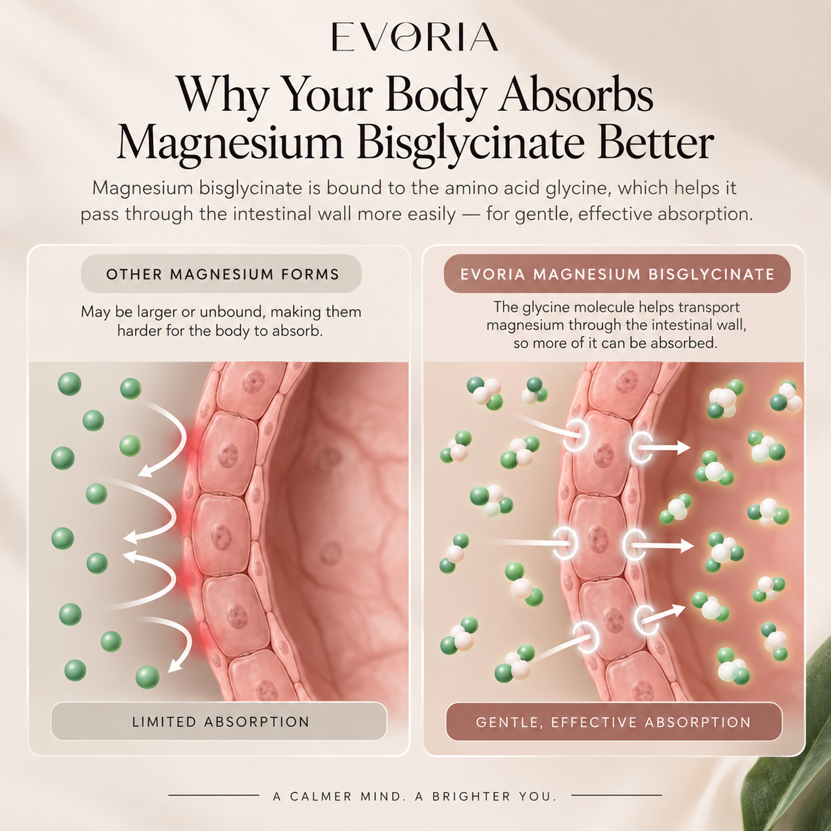 Evoria Magnesium Bisglycinate Gummies